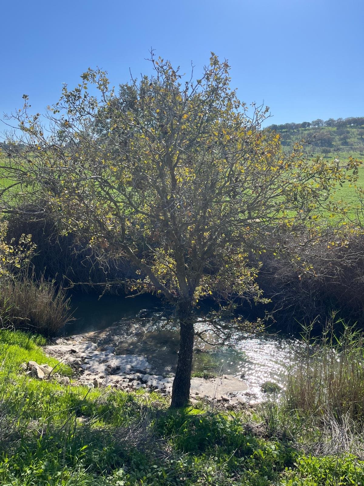 טיולים