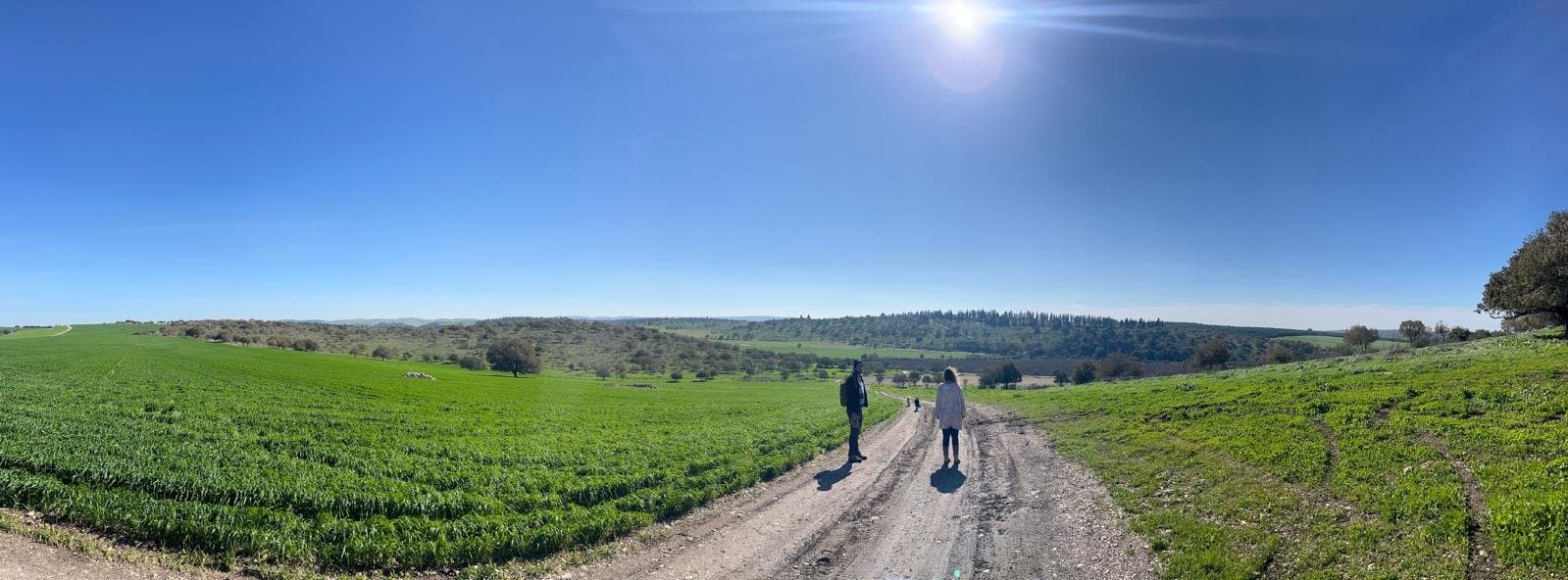 מגידו